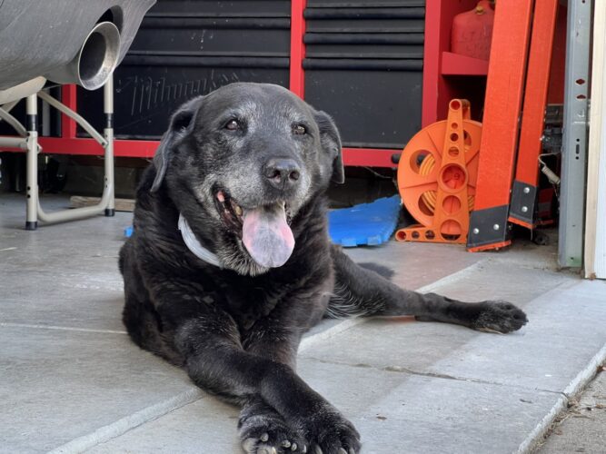 Major Was The  Best Dog